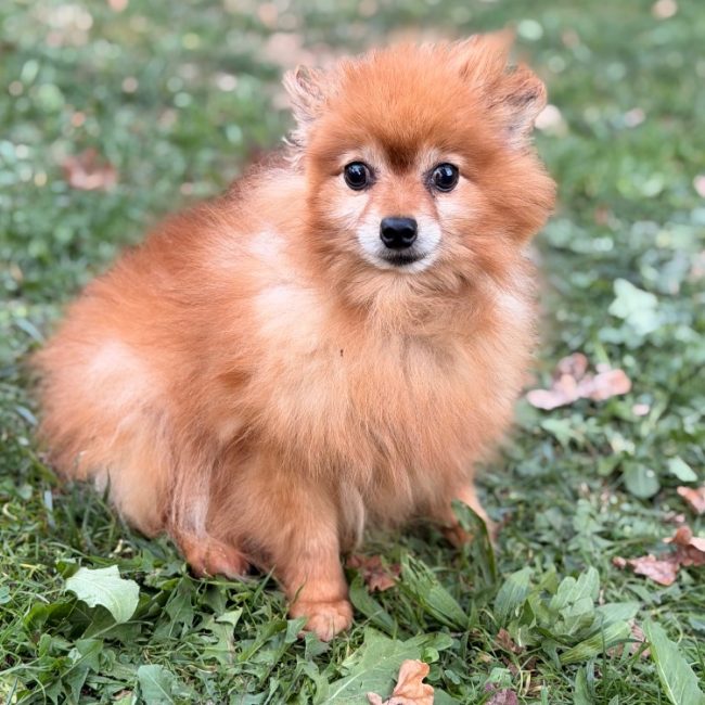 Pepite - Chien Spitz Allemand à adopter