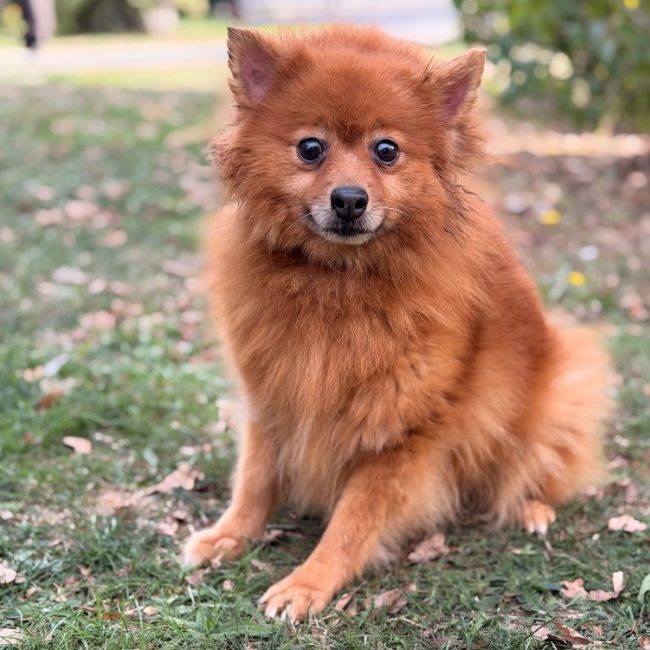 Opaline - Chien Spitz Allemand à adopter