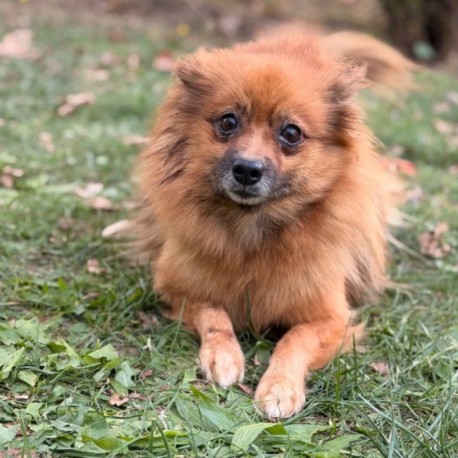 Zelie - Chien Spitz Allemand à adopter