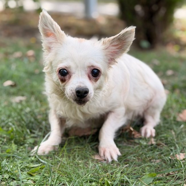 Toundra - Chien Chihuahua à adopter