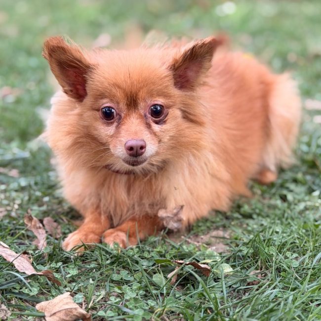 Ninouche - Chien Spitz Allemand à adopter
