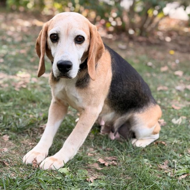 Yumi - Chien Beagle à adopter