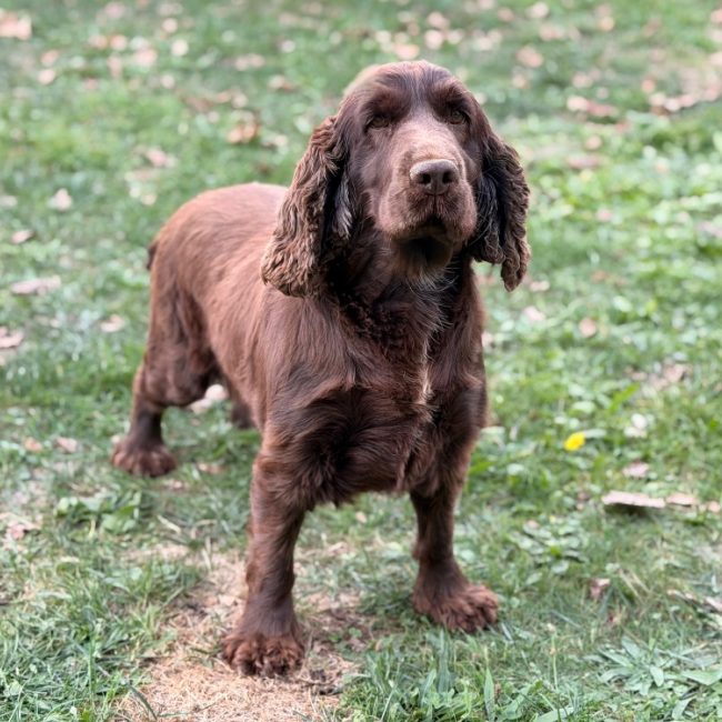 Paillette - Chien à adopter