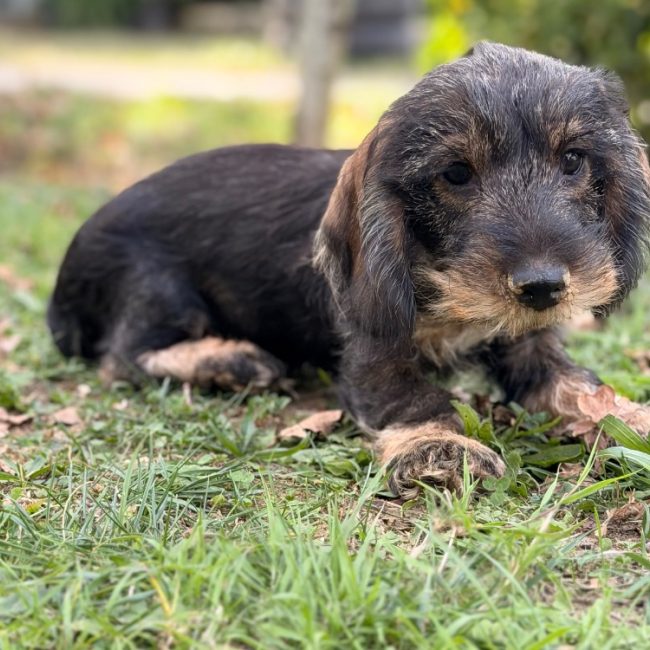 Bretzel - Chien Teckel à adopter