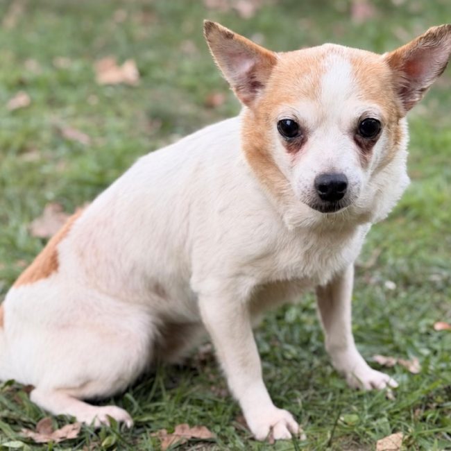 Venus - Chien Chihuahua à adopter
