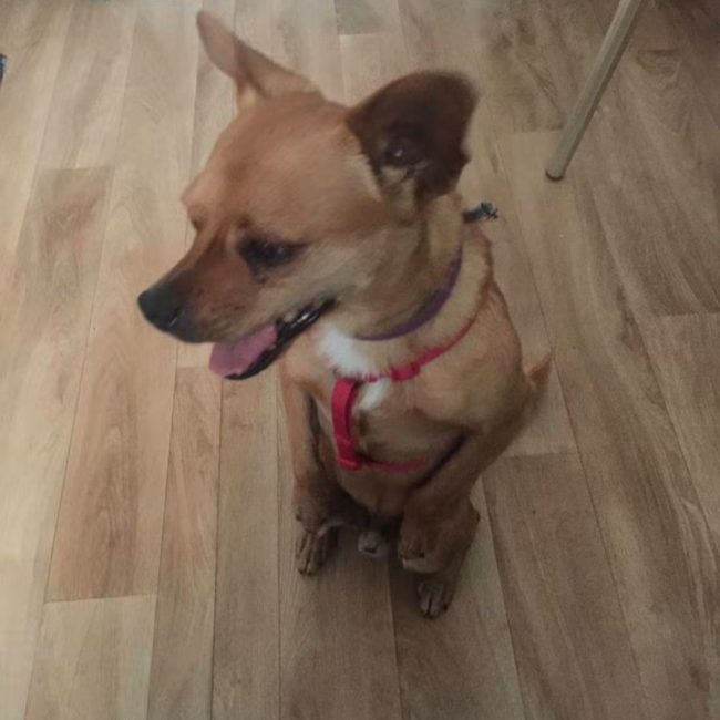 Snickers - Chien à adopter