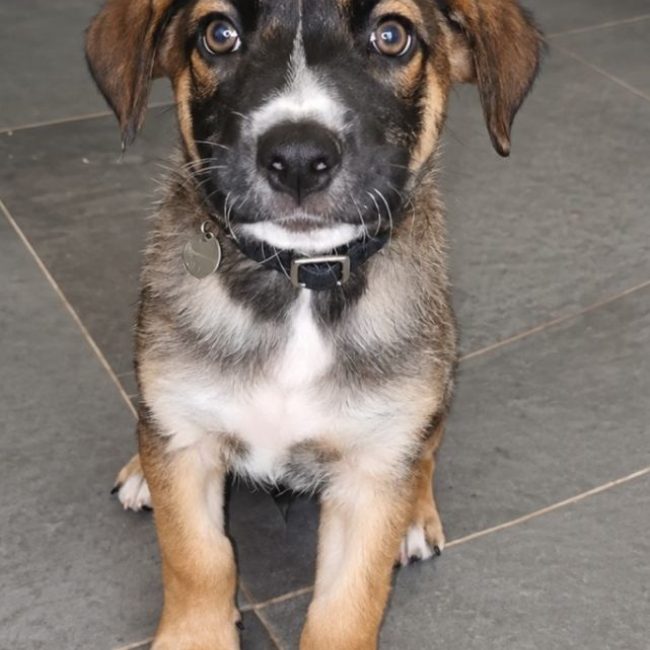 BOCA - Chien à adopter