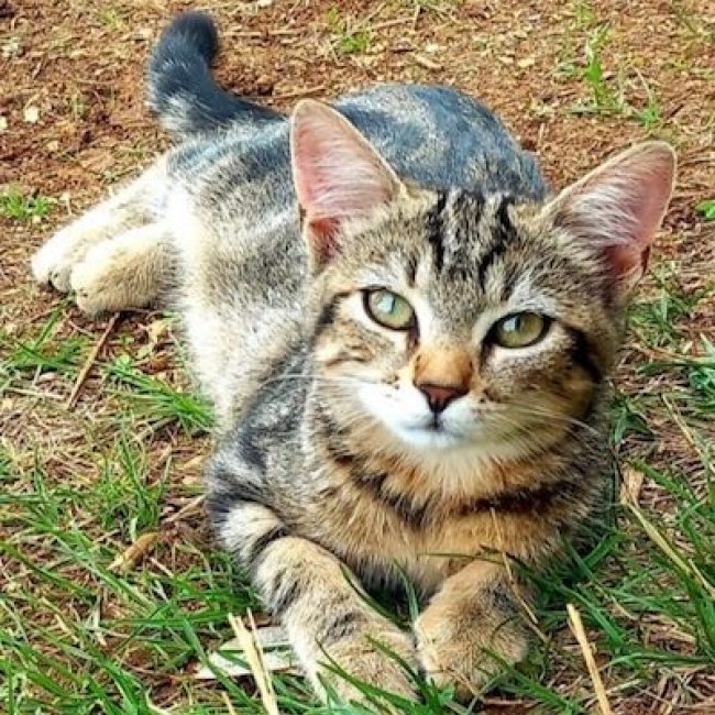 COBRA - Chat à adopter
