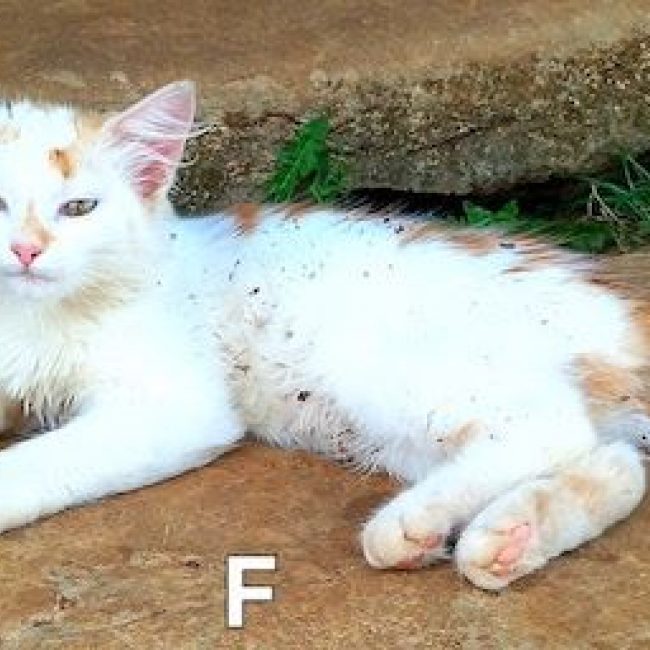 ICE - Chat à adopter