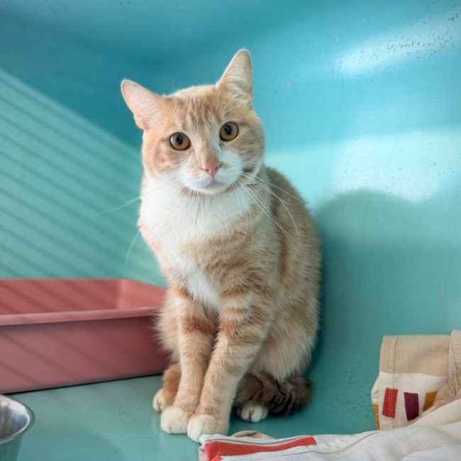 Bankole - Chat Européen à adopter