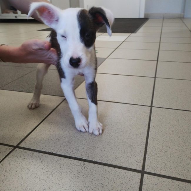 Bella - Chien Border Collie à adopter