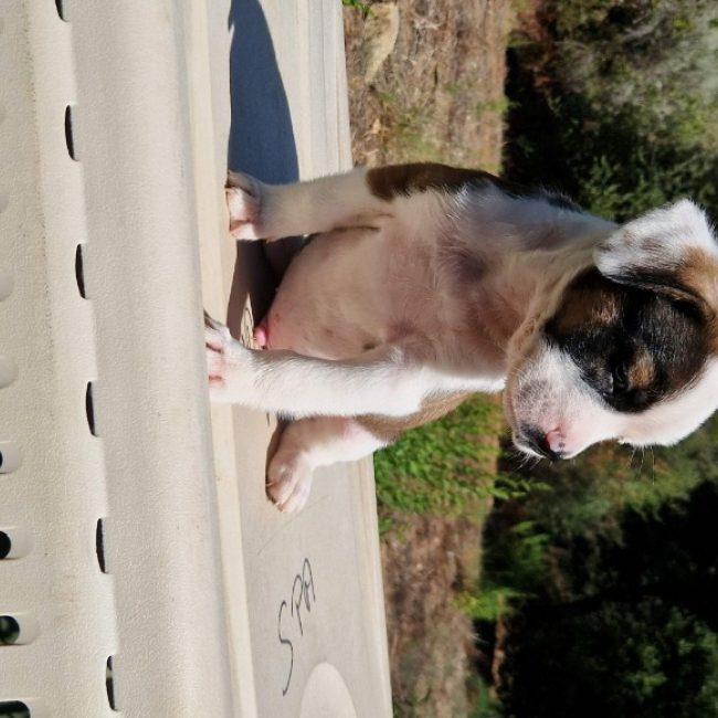 Ryu - Chien à adopter