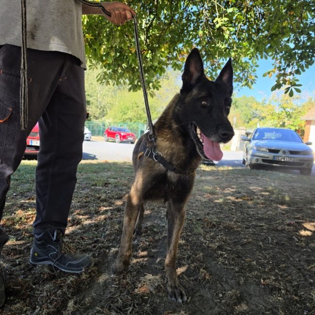 Pablo - Chien Berger Belge Malinois à adopter