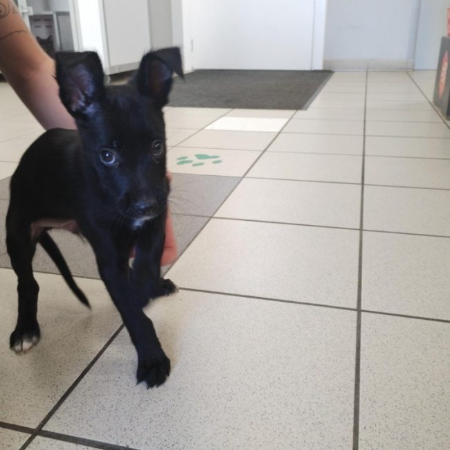 Bandit - Chien Border Collie à adopter