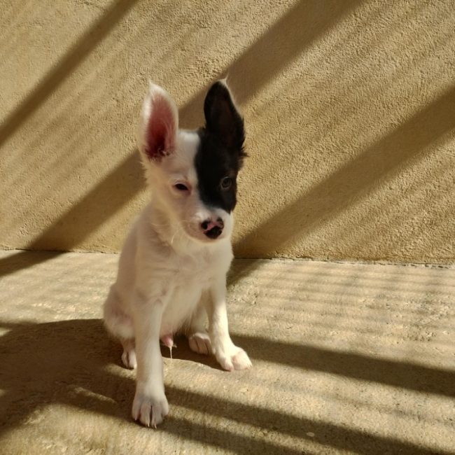 Bali - Chien Border Collie à adopter