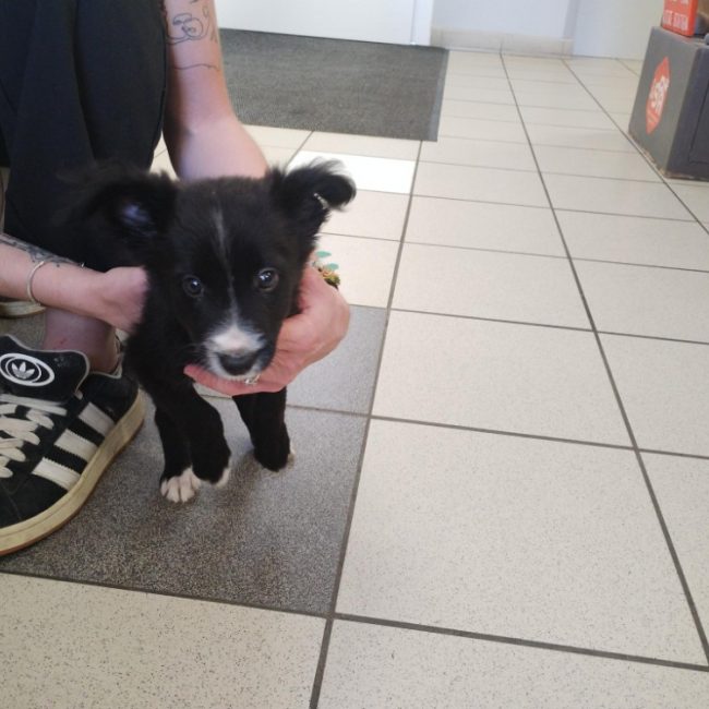 Gandja - Chien Border Collie à adopter