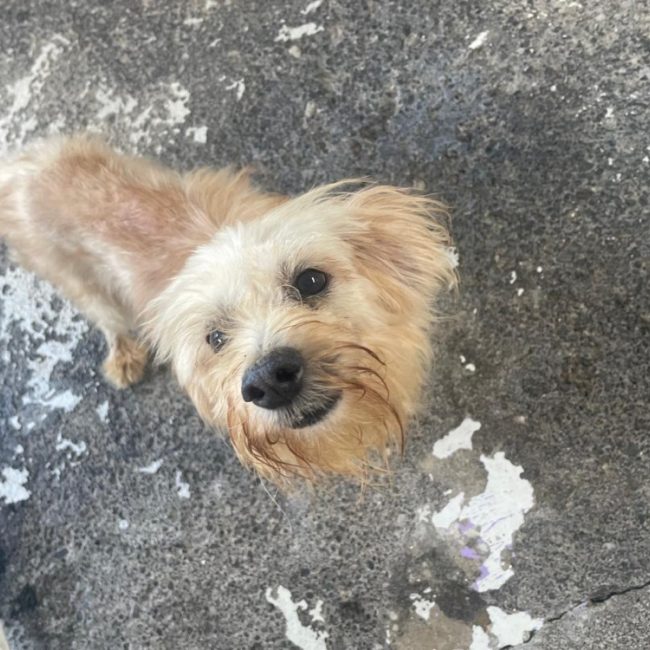 Fergus - Chien à adopter