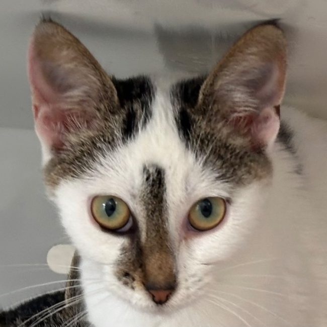Neige - Chat Européen à adopter