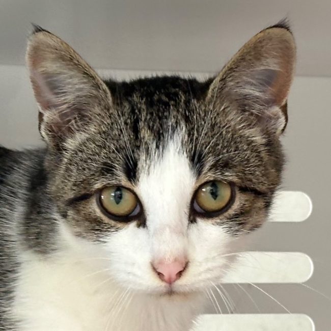 Nash - Chat Européen à adopter