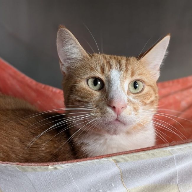 Yuko - Chat Européen à adopter