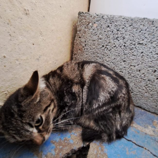 Krusty - Chat Européen à adopter