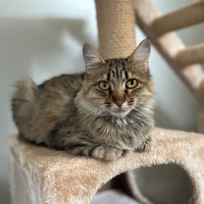 Ponyo - Chat Européen à adopter