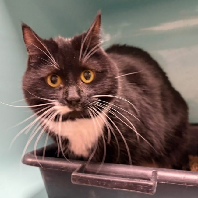 Ginny - Chat Européen à adopter