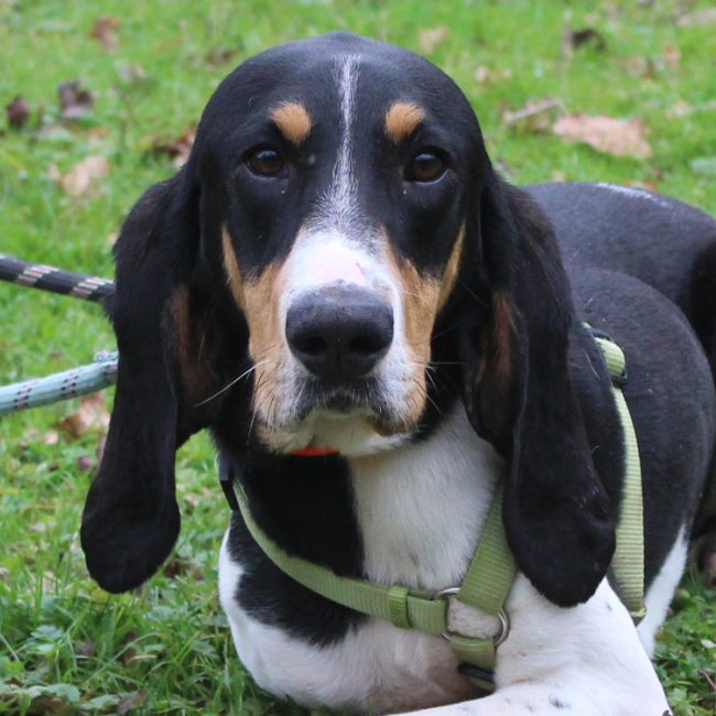 Renne - Chien Anglo-Français de Petite Vènerie à adopter