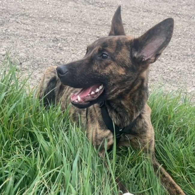 Noopy - Chien Berger Hollandais à adopter