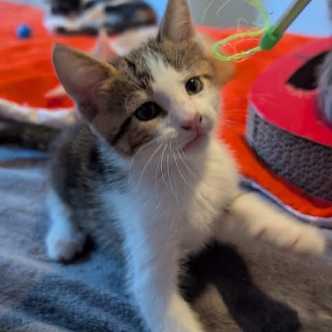 BANJO