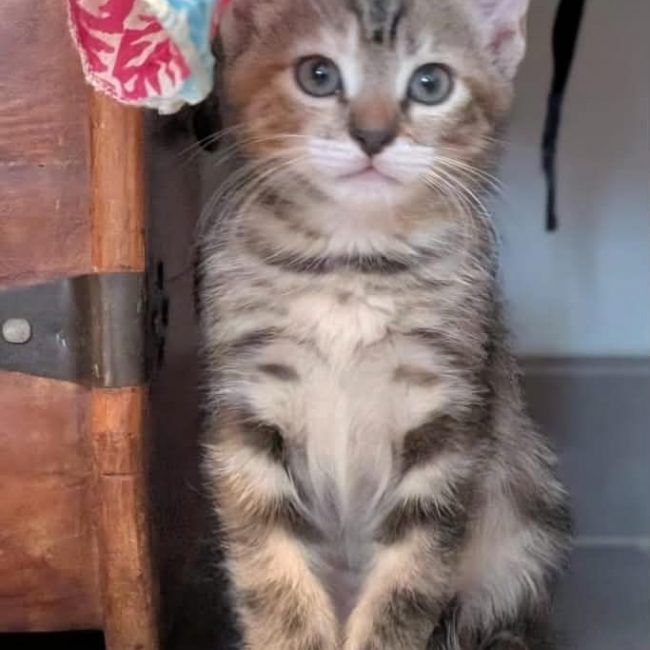 MELBA - Chat Européen à adopter