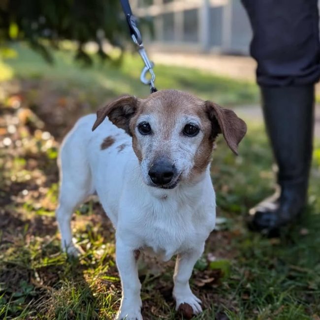 Tchika - Chien à adopter