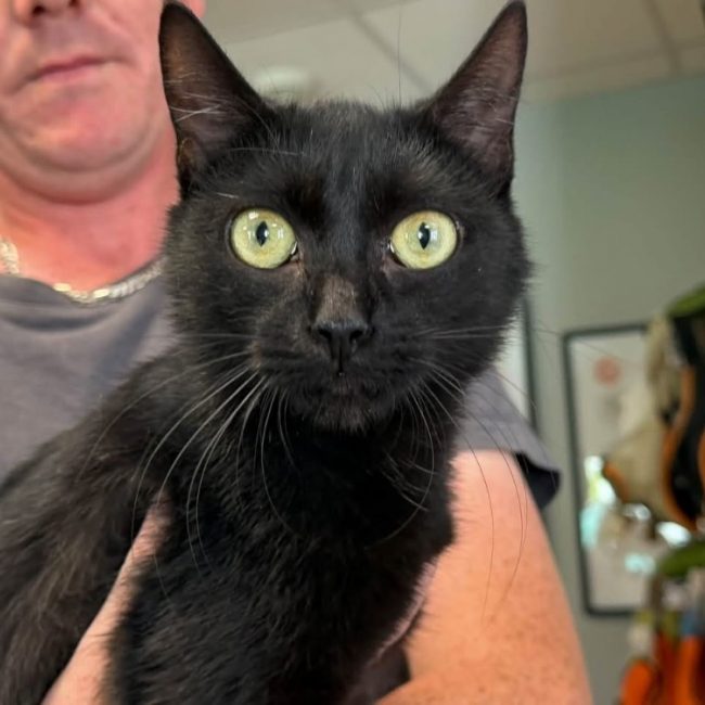 Nella - Chat Européen à adopter