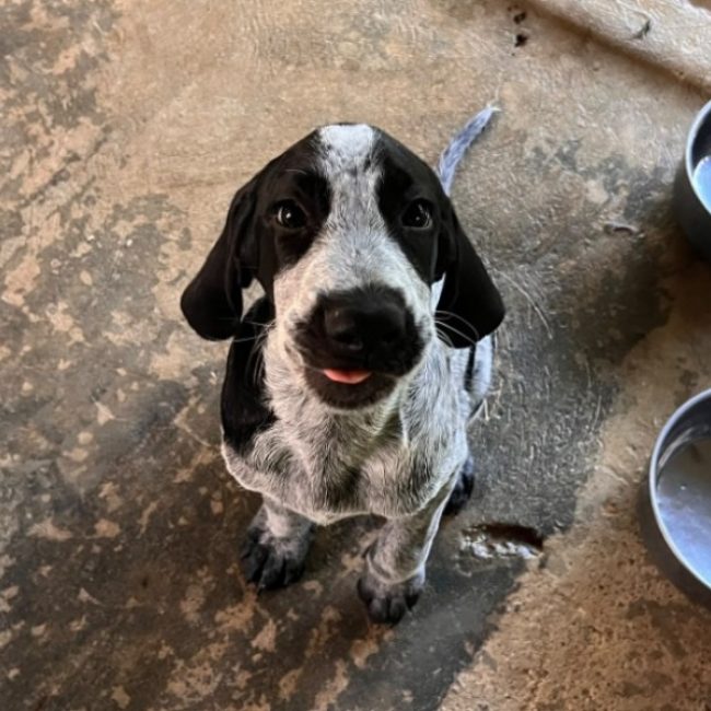 Banjo