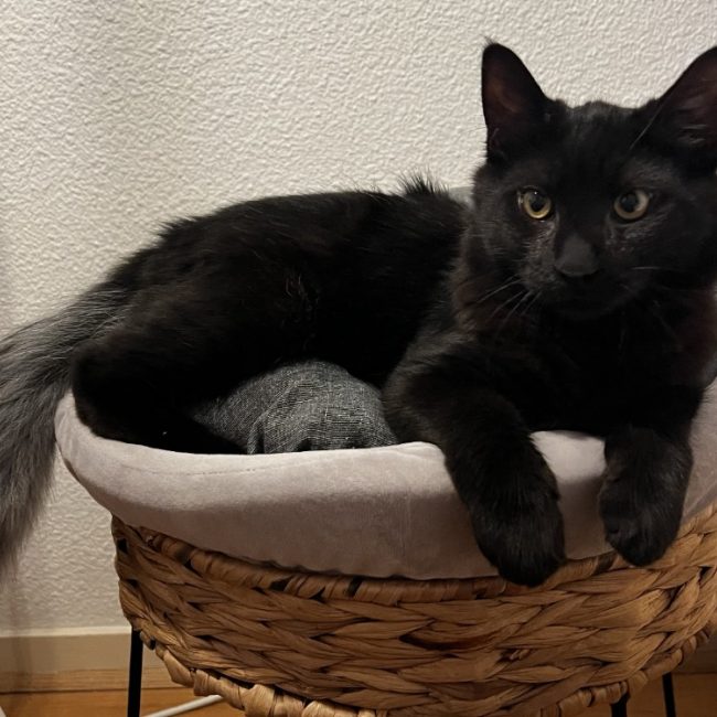 Bao - Chat Européen à adopter