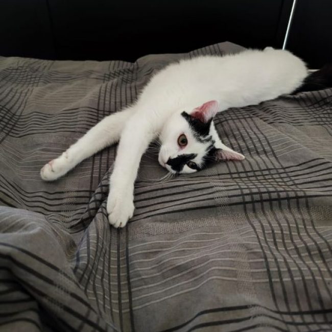 Kimy - Chat à adopter