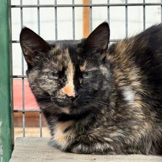 Havana - Chat Européen à adopter