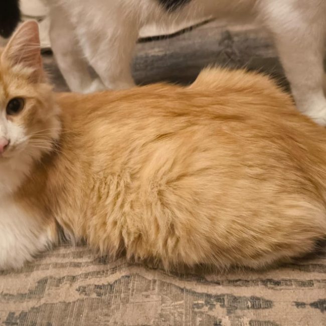 Helos - Chat Européen à adopter