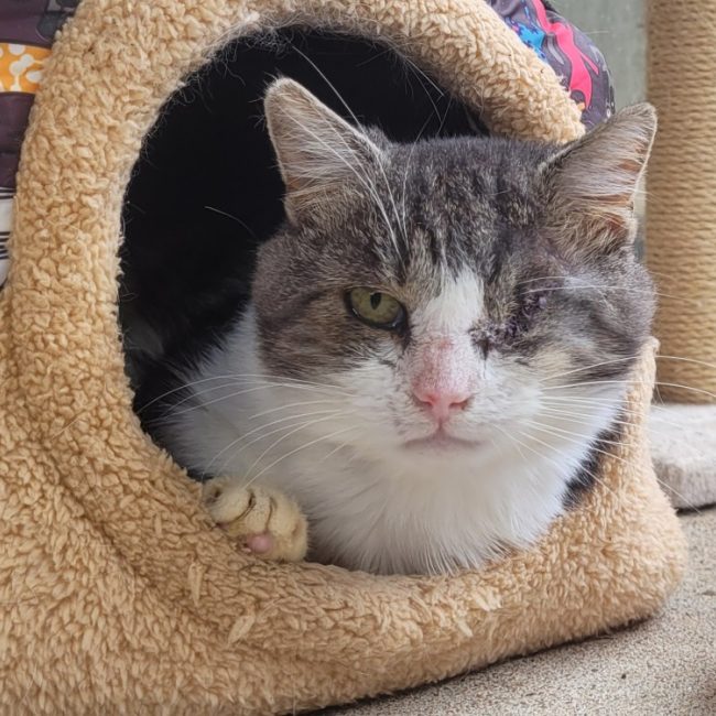 Eskimo - Chat Européen à adopter