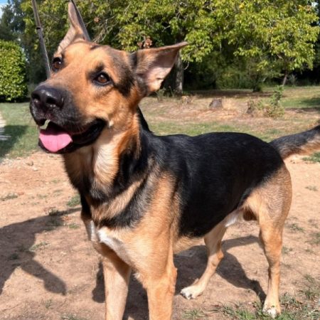 Locky - Chien Berger Allemand à adopter