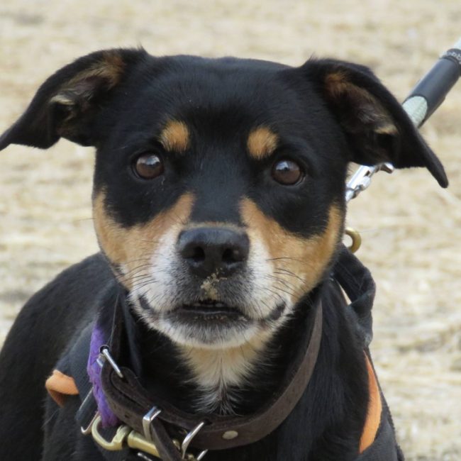 Olga - Chien à adopter