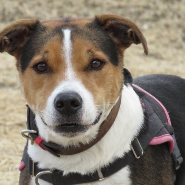Obi one - Chien à adopter