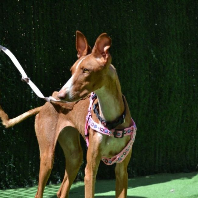 SUNNY - Chien Podenco Ibicenco à adopter