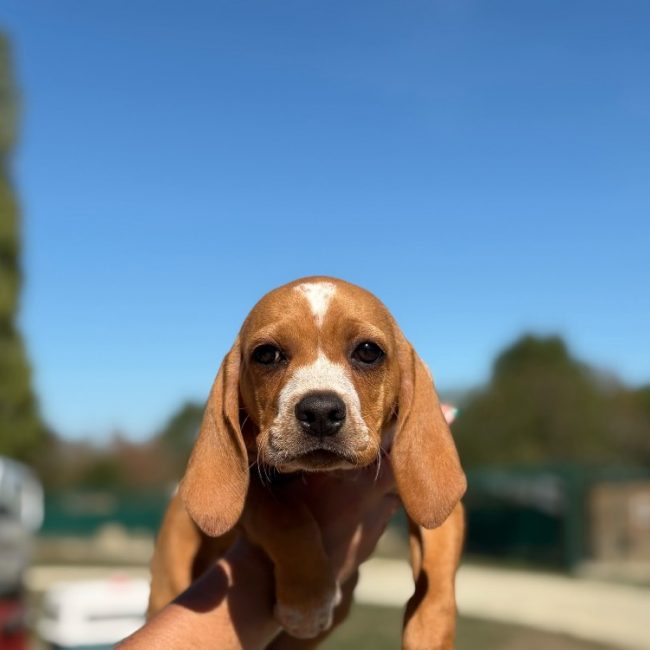 Chikara - Chien Beagle à adopter