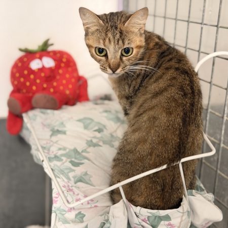 Ardara - Chat Européen à adopter