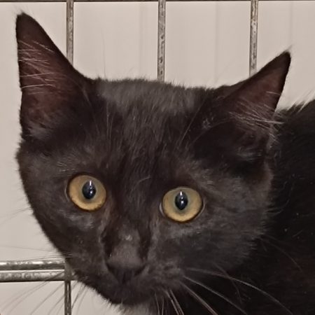 Korrigan - Chat Européen à adopter
