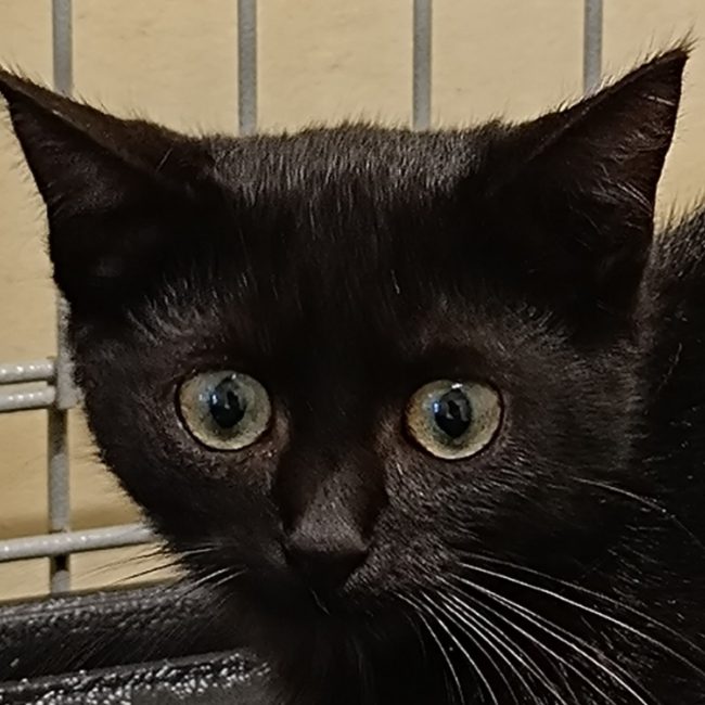 Rozell - Chat Européen à adopter