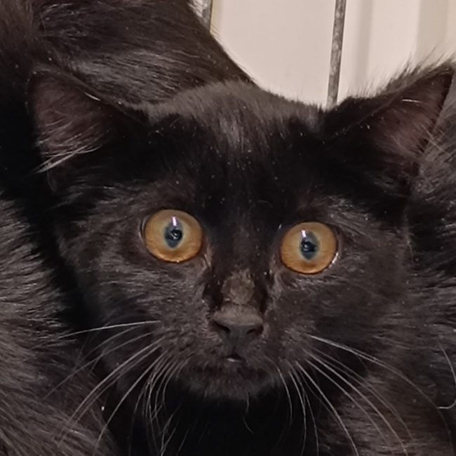 Plouha - Chat Européen à adopter