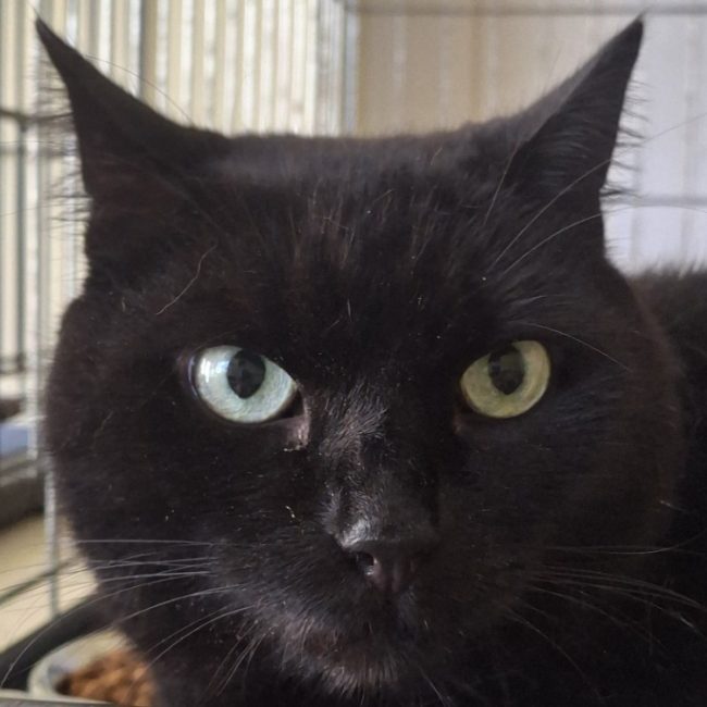 Abyss - Chat Européen à adopter