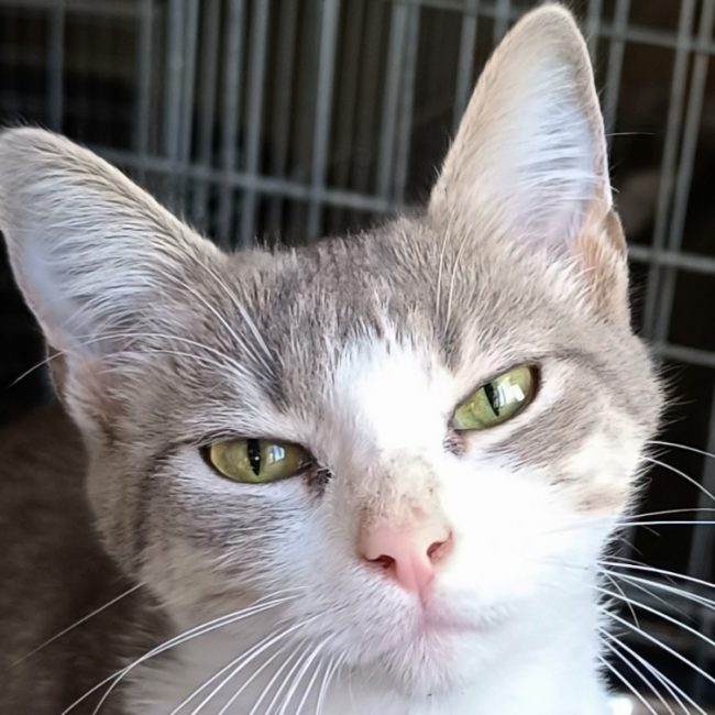 Bigoudene - Chat Européen à adopter